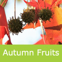 Sweet Gum Liquidambar Styraciflua Autumnal Fruits